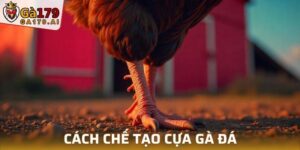 Cách Làm Cựa Gà Đá